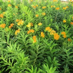 'Gay Butterflies' Milkweed Mix -Great Garden Plants Asclepias tuberosa Gay Butterflies 138 3
