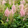 'Youniqe Salmon' Astilbe -Great Garden Plants AstilbeYouniqueSalmon 140820gbo041