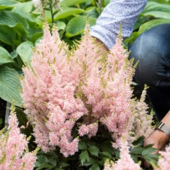 'Youniqe Salmon' Astilbe -Great Garden Plants AstilbeYouniqueSalmon 160622cre002