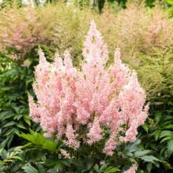 'Youniqe Salmon' Astilbe -Great Garden Plants AstilbeYouniqueSalmon 160622cre006