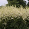 'Bridal Veil' Astilbe -Great Garden Plants Astilbe BridalVeil 0000lowres
