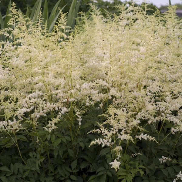 'Bridal Veil' Astilbe 4 'Bridal Veil' Astilbe - Image 2