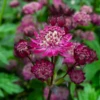 'Sparkling Stars Red' Masterwort 1 'Sparkling Stars Red' Masterwort -Great Garden Plants AstrantiaSparklingStarsRed 220607gbo022