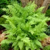 Lady Fern -Great Garden Plants Athyrium Lady Fern