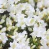 Bloom-A-Thon® White Reblooming Azalea -Great Garden Plants Azalea Bloom A Thon White 3 2036f1af 70f0 470f 9af7 82c902c0fb43 sw