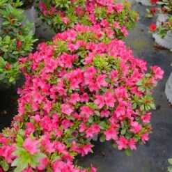 Perfecto Mundo Fuchsia Carpet™ Azalea 8 Perfecto Mundo Fuchsia Carpet™ Azalea -Great Garden Plants Azalea Perfect Mundo Fuchsia Carpet P1162212 800 800 60