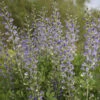 Decadence® 'Blue Bubbly' False Indigo 2 Decadence® 'Blue Bubbly' False Indigo -Great Garden Plants Baptisia BlueBubbly FalseIndigo
