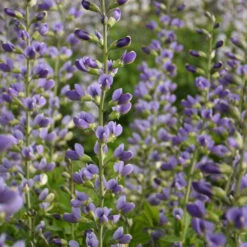 Decadence® 'Blue Bubbly' False Indigo -Great Garden Plants Baptisia BlueBubbly FalseIndigo 2