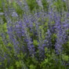 Decadence® 'Blueberry Sundae' False Indigo -Great Garden Plants Baptisia BlueberrySundae FalseIndigo