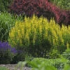 Decadence® 'Lemon Meringue' False Indigo -Great Garden Plants Baptisia LemonMeringue FalseIndigo