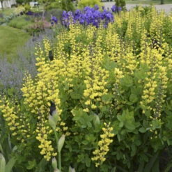 Decadence® 'Lemon Meringue' False Indigo 8 Decadence® 'Lemon Meringue' False Indigo -Great Garden Plants Baptisia LemonMeringue FalseIndigo 1