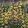 Decadence® 'Pink Lemonade' False Indigo -Great Garden Plants Baptisia PinkLemonade FalseIndigo