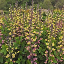 Decadence® 'Pink Lemonade' False Indigo 8 Decadence® 'Pink Lemonade' False Indigo -Great Garden Plants Baptisia PinkLemonade FalseIndigo 2