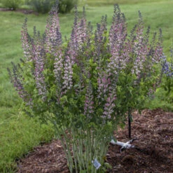 Decadence® 'Pink Truffles' False Indigo -Great Garden Plants Baptisia PinkTruffles FalseIndigo 2