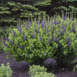 Decadence® 'Sparkling Sapphires' False Indigo 8 Decadence® 'Sparkling Sapphires' False Indigo -Great Garden Plants Baptisia SparklingSapphires FalseIndigo 2