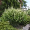 Decadence® 'Vanilla Cream' False Indigo -Great Garden Plants Baptisia VanillaCream FalseIndigo
