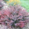 Sunjoy Mini Maroon® Barberry -Great Garden Plants Berberis Sunjoy Mini Maroon 3 P