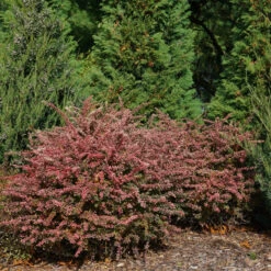 Sunjoy Sequins® Barberry -Great Garden Plants Berberis Sunjoy Sequins 3