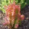 Sunjoy Orange Pillar™ Barberry