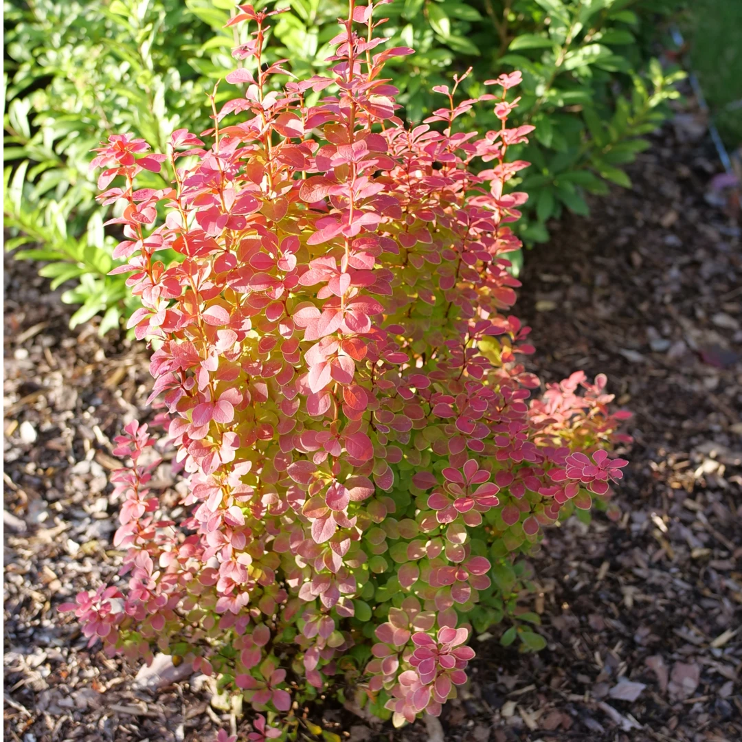 Sunjoy Orange Pillar™ Barberry 3 Sunjoy Orange Pillar™ Barberry