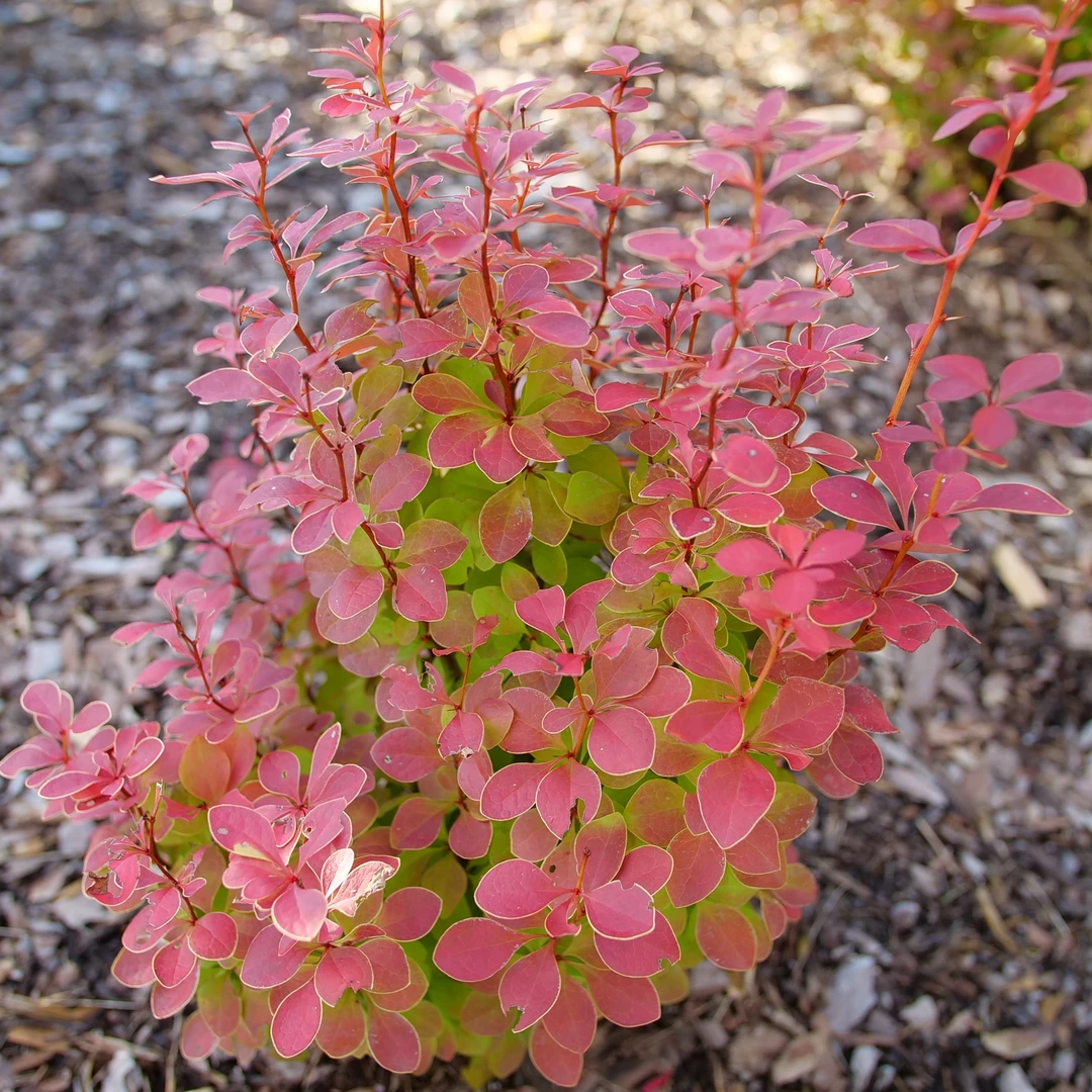 Sunjoy Orange Pillar™ Barberry 5 Sunjoy Orange Pillar™ Barberry - Image 3
