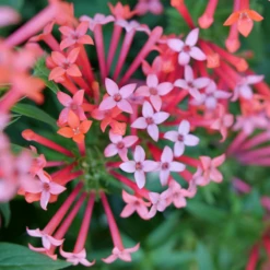Estrellita Little Star™ Firecracker Bush 8 Estrellita Little Star™ Firecracker Bush -Great Garden Plants BouvardiaEstrellitaLittleStarP1094883 800x800 2b897eb