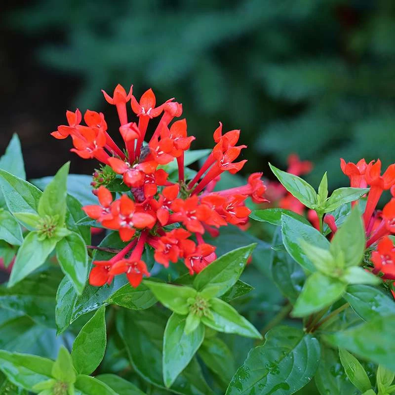 Estrellita™ Scarlet Firecracker Bush 3 Estrellita™ Scarlet Firecracker Bush