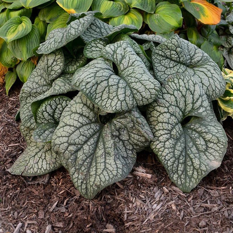 'Jack Of Diamonds' Siberian Bugloss 6 'Jack Of Diamonds' Siberian Bugloss - Image 4