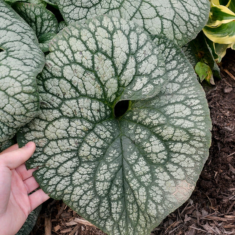 'Jack Of Diamonds' Siberian Bugloss 4 'Jack Of Diamonds' Siberian Bugloss - Image 2