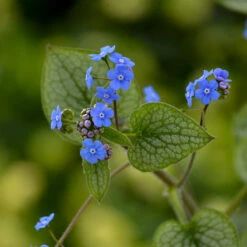 'Queen Of Hearts' Siberian Bugloss -Great Garden Plants Brunnera Queen of Hearts 2 P