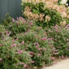 Lo & Behold® 'Pink Micro Chip' Butterfly Bush 2 Lo & Behold® 'Pink Micro Chip' Butterfly Bush -Great Garden Plants Buddleia Lo Behold Pink Micro Chip 1 P