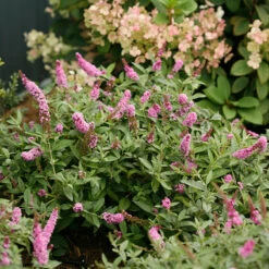 Lo & Behold® 'Pink Micro Chip' Butterfly Bush -Great Garden Plants Buddleia Lo Behold Pink Micro Chip 3 P