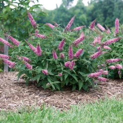 Lo & Behold® 'Pink Micro Chip' Butterfly Bush -Great Garden Plants Buddleia Lo Behold Pink Micro Chip 4 P