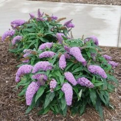 Pugster Amethyst® Butterfly Bush -Great Garden Plants Buddleia Pugster Amethyst 1 P