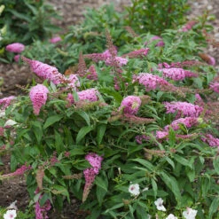 Pugster Pinker™ Butterfly Bush 12 Pugster Pinker™ Butterfly Bush -Great Garden Plants Buddleia Pugster Pink 1 P
