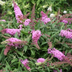 Pugster Pinker™ Butterfly Bush 10 Pugster Pinker™ Butterfly Bush -Great Garden Plants Buddleia Pugster Pink 2 P