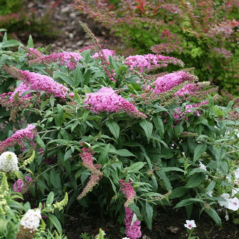 Pugster Pinker™ Butterfly Bush 5 Pugster Pinker™ Butterfly Bush - Image 3