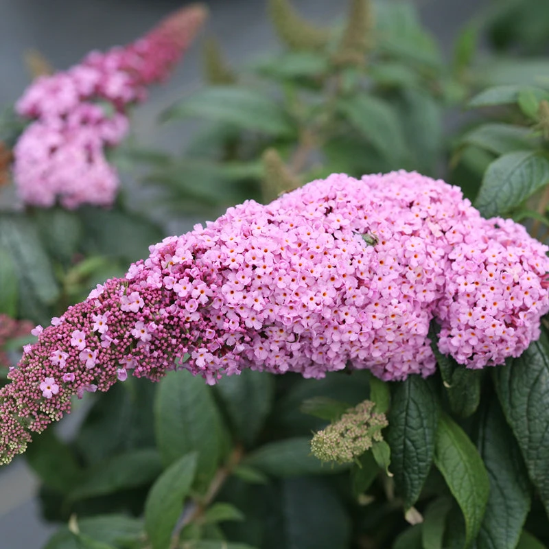 Pugster Pinker™ Butterfly Bush 3 Pugster Pinker™ Butterfly Bush