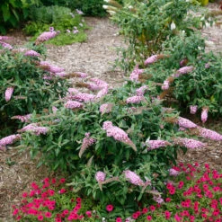Pugster Pinker™ Butterfly Bush 13 Pugster Pinker™ Butterfly Bush -Great Garden Plants Buddleia Pugster Pink 5 P