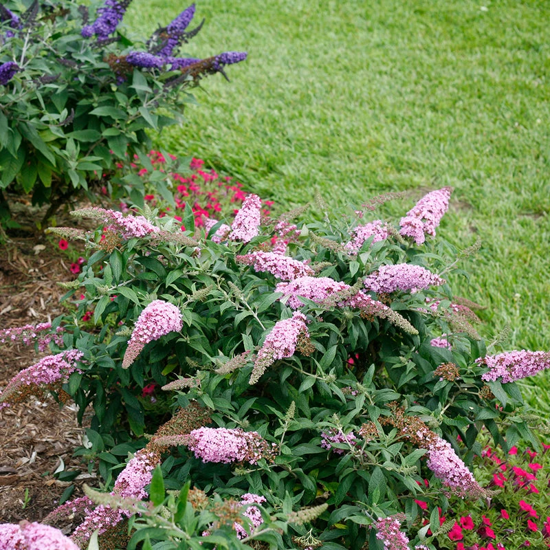Pugster Pinker™ Butterfly Bush 8 Pugster Pinker™ Butterfly Bush - Image 6