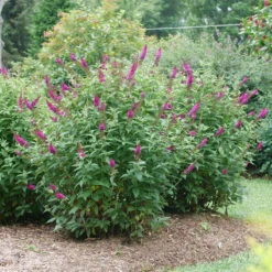 'Miss Molly' Butterfly Bush 10 'Miss Molly' Butterfly Bush -Great Garden Plants BuddleiaMissMollyP1082695 800x800 505684e