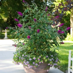 'Miss Ruby' Butterfly Bush -Great Garden Plants BuddleiaMissRubyIMG 6395 800x800 4413271