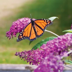 'Miss Ruby' Butterfly Bush