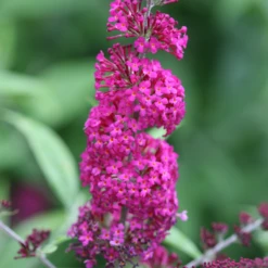 'Miss Ruby' Butterfly Bush -Great Garden Plants BuddleiaMissRubyIMG 7949 800x800 7754d1c