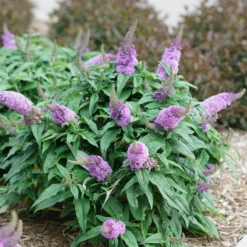 Pugster Amethyst® Butterfly Bush -Great Garden Plants BuddleiaPugsterAmethystDSC04579 800x800 c89e8f7