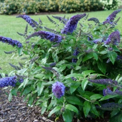 Pugster Blue® Butterfly Bush -Great Garden Plants BuddleiaPugsterBlueP1000453 800x800 e5bd860