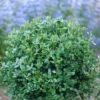 Neatball™ Boxwood -Great Garden Plants BuxusNeatballP1238995 800x800 f704393
