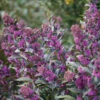 Pearl Glam® Beautyberry 2 Pearl Glam® Beautyberry -Great Garden Plants Callicarpa Pearl Glam 1 P