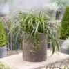 Ribbon Falls™ Sedge -Great Garden Plants Carex RibbonFalls 02 PPL