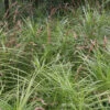 Palm Sedge -Great Garden Plants Carex muskingumensis 01